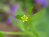 small-flowered buttercup