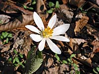 bloodroot