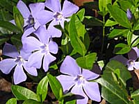 periwinkle