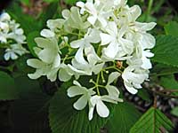 newport viburnum