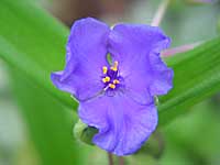 ohio spiderwort