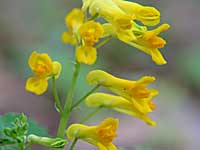 pale corydalis