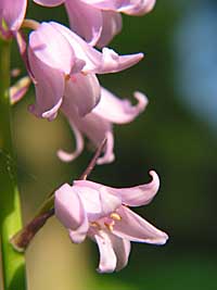 pink bellflower