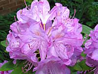 rhododendron