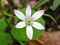 star-of-bethlehem