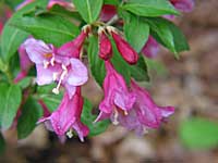 weigela