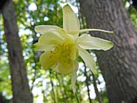 yellow columbine