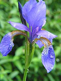 siberian iris