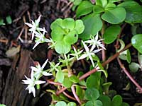 wild stonecrop