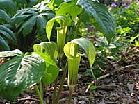 jack-in-the-pulpit