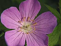 wild geranium