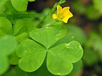 yellow wood-sorrel