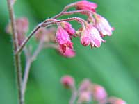 heuchera