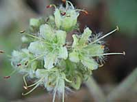 large-leaved waterleaf