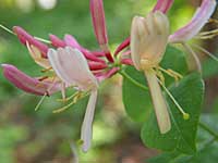 trumpet honeysuckle