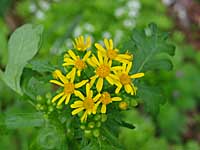 butterweed