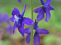 dwarf larkspur