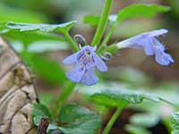 ground-ivy