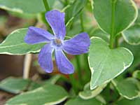 vinca major