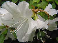 azalea sp