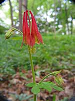 wild columbine