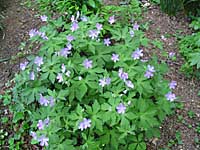 wild geranium