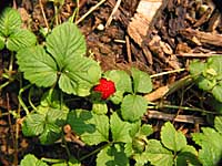 indian strawberry