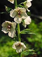 moth mullein