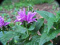 bee balm