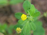 black medick