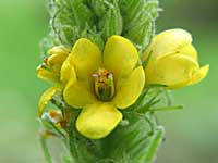 common mullein