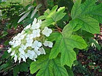 oak-leaf hydrangea