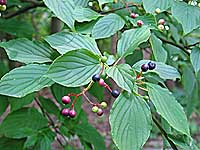 alternate-leaved dogwood