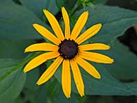 black-eyed susan