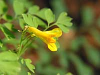 corydalis