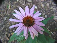 purple coneflower