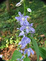 tall bellflower