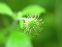 white avens