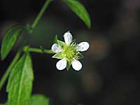 white avens