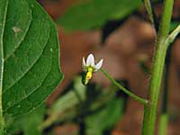 common nightshade