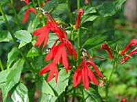 Cardinal-flower