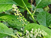 Pokeweed