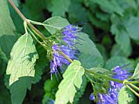 blue-mist shrub