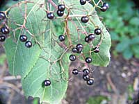 elderberry