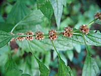 motherwort