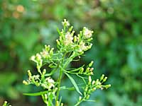 pearly everlasting?