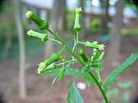 pilewort