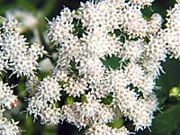 white-snakeroot