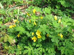 celandine poppies