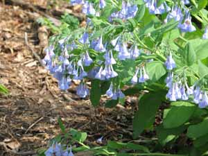 Virginia bluebells